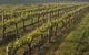 Cape Grace Wines - thumb 0