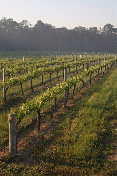 Cape Grace Wines - Pubs and Clubs 0