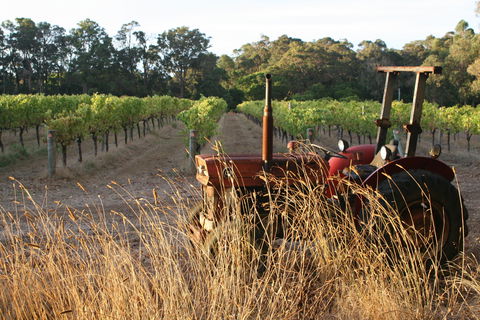Cape Grace Wines - Pubs and Clubs 2