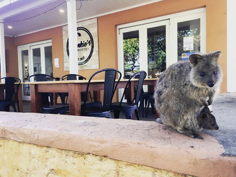 Frankie's On Rotto - Go Out 1