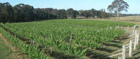 Yarralaw Springs Wines - Go Out 2