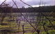 Darlington Vineyard - thumb 0