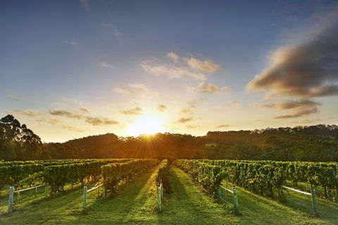 Singlefile Wines - Pubs and Clubs 1