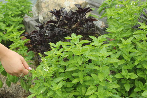 Hillview Herb Farm - Go Out 1