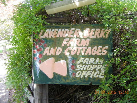 Lavender And Berry Farm Cafe - Pubs and Clubs 0