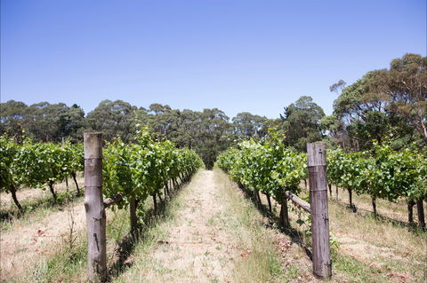 Mount Macedon Winery - Go Out 1