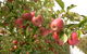 Staples Apples - thumb 0