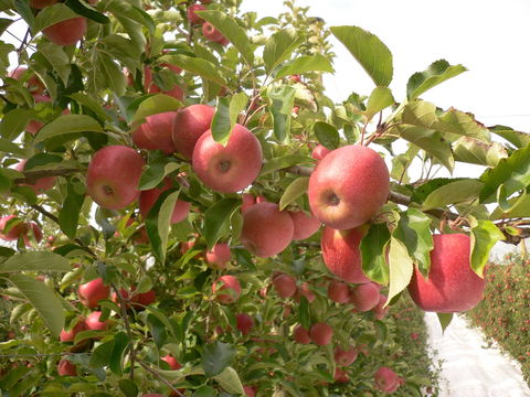 Staples Apples - Pubs and Clubs 0