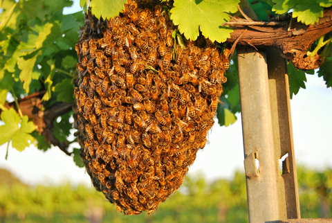 Whistling Kite Biodynamic Wines - Go Out 0