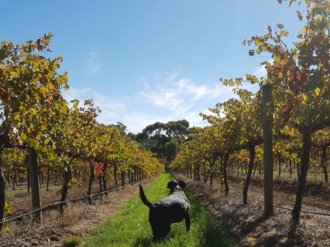 Ruddenklau Wines - Go Out 0