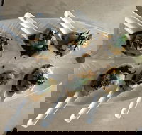 Cudgen Surf Club Bar  Bistro - Go Out