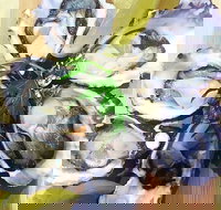 Captain  Co Fish Bar - Go Out