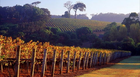 Maiolo Wines And Vineyard - Go Out 0