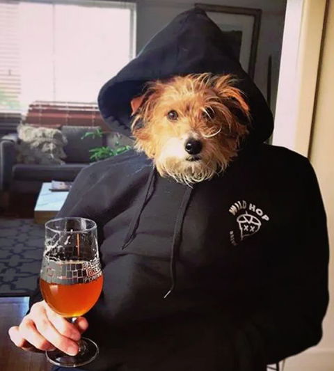 Wild Hop Brewing Company - Pubs and Clubs 1