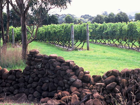 Spring Vale Vineyard - Go Out 0