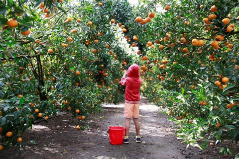 Ford’s Farm - Go Out 0