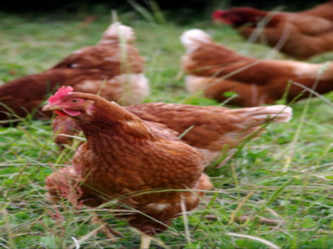 Holbrook Paddock Eggs - Go Out 0