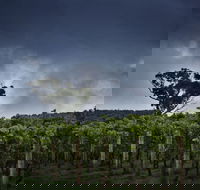 Dalrymple Vineyards - Go Out
