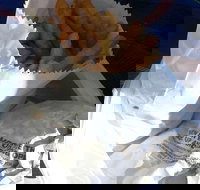 Ragenovich Bros Chickens - Go Out