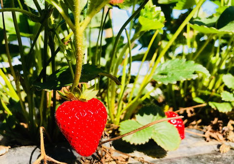 The Big Strawberry - Go Out 2