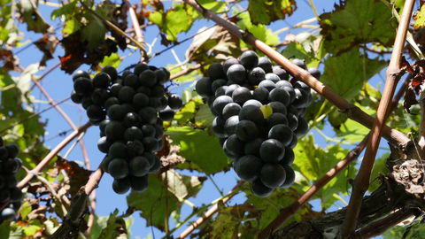 Cedar Creek Estate Winery - Go Out 1