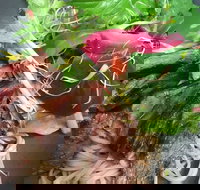 Ollie Masons Piattini Cafe - Go Out