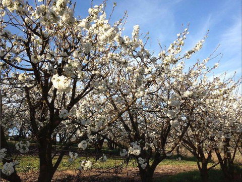 Allambie Orchard And Cafe - Go Out 0