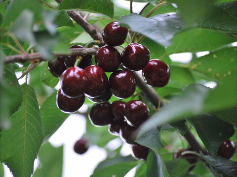 Allambie Orchard And Cafe - Go Out 1