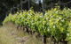 Barton Jones Wines - thumb 1