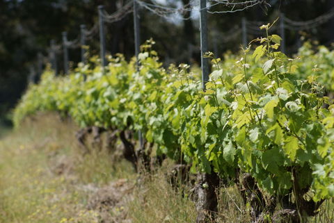 Barton Jones Wines - Pubs and Clubs 1