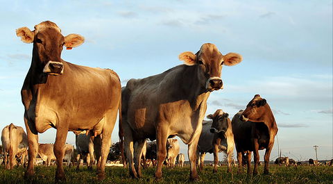 Hunter Belle Cheese - Go Out 1