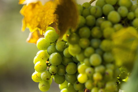 Affleck Vineyard - Pubs and Clubs 0