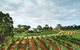 Vasse Felix Winery - thumb 0