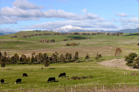 Delatite Winery - Go Out 0