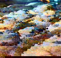 The Grumpy Baker - Castle Cove - Go Out