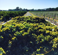 Willows Vineyard - Go Out