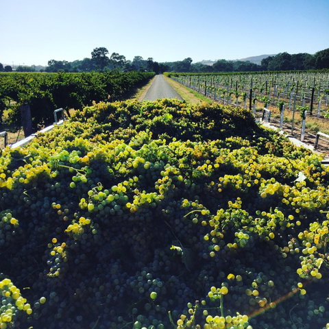 Willows Vineyard - Go Out 0