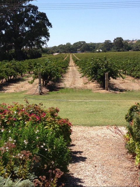 Willows Vineyard - Go Out 2