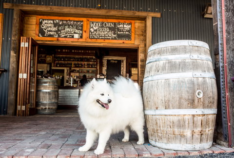 Smiling Samoyed Brewery - Go Out 0