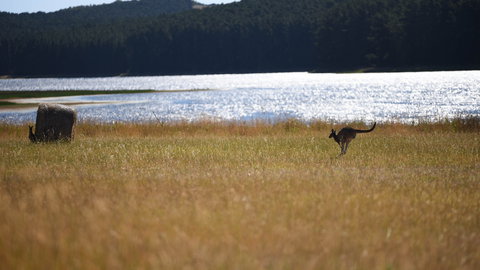 Smiling Samoyed Brewery - Go Out 2