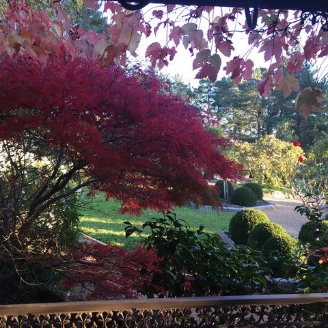 The Scented Rose Garden And Teahouse - Go Out 1