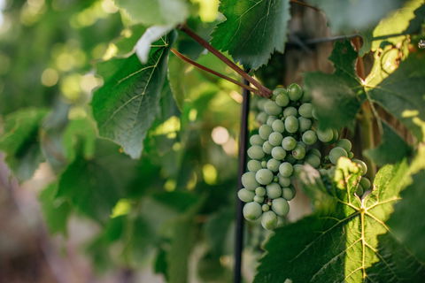 Paramoor Winery - Go Out 1