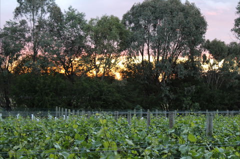 Haldon Estate Wines - Go Out 2