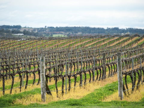 Clovely Estate Vineyard Cellar Door - Pubs and Clubs 2