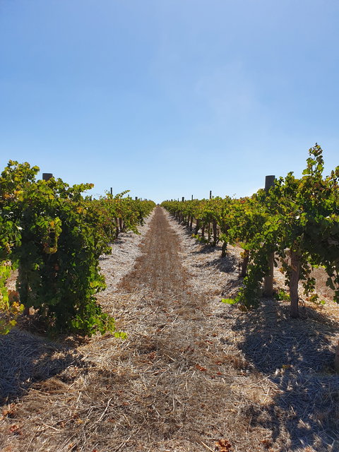 Ulster Park Wines - Go Out 2