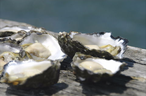 Jim Wild's Oyster Service - Go Out 0