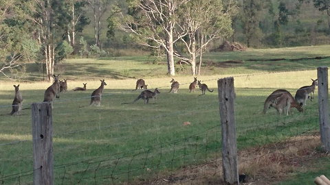 Mistletoe Winery - Go Out 1