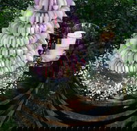 The Macaron Merchant - Pubs and Clubs