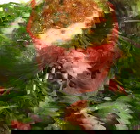 Watts River Cafe  Store - Go Out