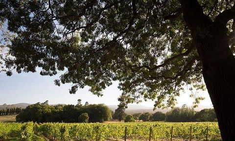 Currency Creek Winery Restaurant - Pubs and Clubs 11